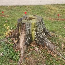 Hoagland Stump Gridning 2